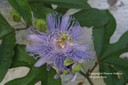 passionflower8