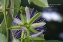 passionflower5